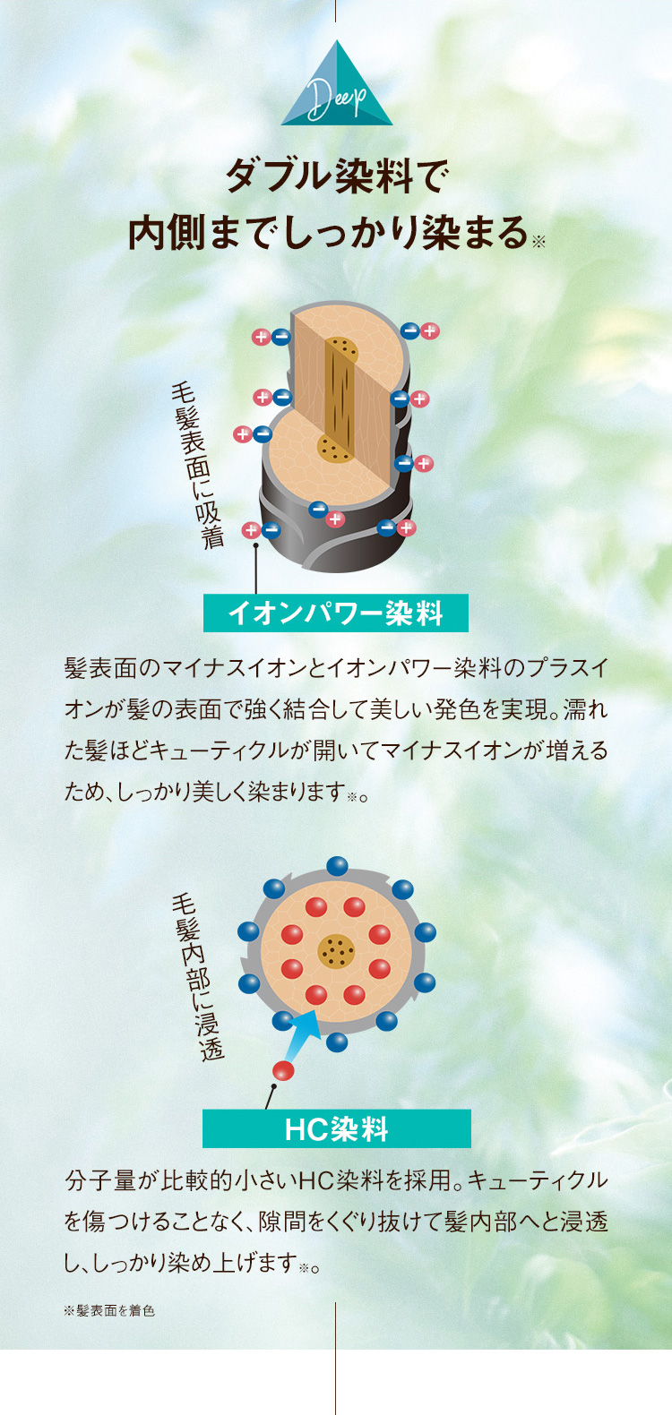ダブル染料で内側までしっかり染まる※
イオンパワー染料 髪表面に吸着
髪表面のマイナスイオンとイオンパワー染料のプラスイオンが髪の表面で強く結合して美しい発色を実現。濡れた髪ほどキューティクルが開いてマイナスイオンが増えるため、しっかり美しく染まります※。
HC染料 毛髪内部に浸透
分子量が比較的小さいHC染料を採用。キューティクルを傷つけることなく、隙間をくぐり抜けて髪内部へと浸透し、しっかり染め上げます※。 ※髪表面を着色